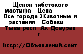 Щенок тибетского мастифа › Цена ­ 60 000 - Все города Животные и растения » Собаки   . Тыва респ.,Ак-Довурак г.